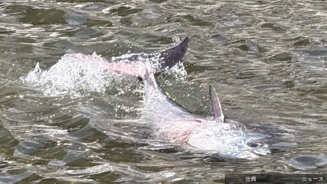 [衝撃] マグロが川に！