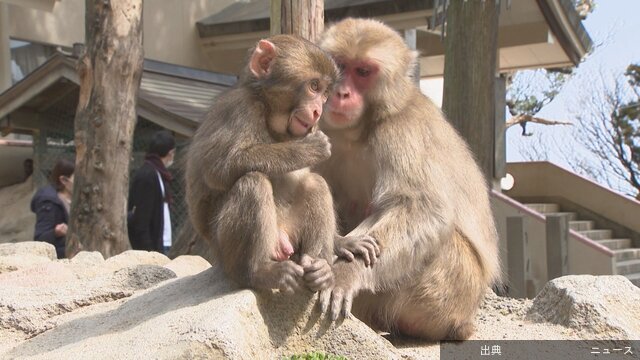 [話題]赤ちゃんザルの名前募集始まる大分市の高崎山自然動物園…大分市の高崎山自然動物園では、今年最初に生まれる赤ちゃんザ...