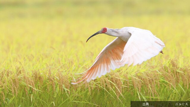 [速報]トキの絶滅危険度引き下げ！生息数回復