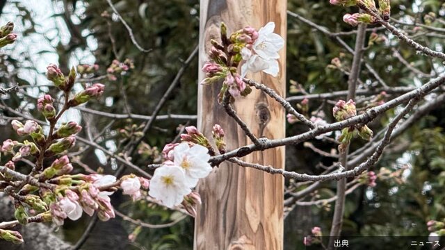 [速報]東京の桜、昨年より5日早く開花