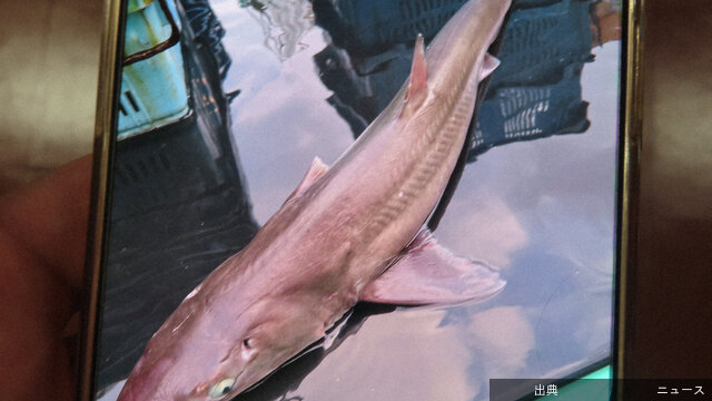 [悲報]アブラツノザメ消費拡大へ高たんぱく低カロリーの逸材秋田秋田県沖などで水揚げされるが、需要が低いため消費が...が話題に