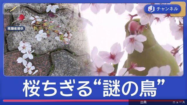 [衝撃]謎の鳥が満開の桜をちぎる