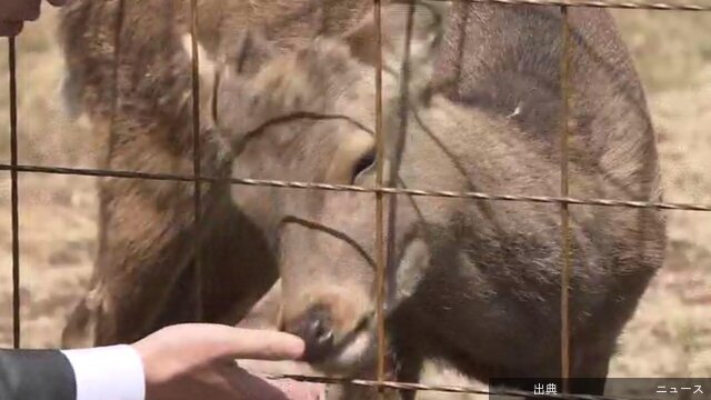 【速報】大阪市内で目撃相次いだ「迷いシカ」を「シカやん」と命名大阪府の吉村知事が考案　横山市長のSNSアンケートで最多の支持集める…大阪市内で目撃が相次ぎ、捕獲されて大阪府内の温泉施設で保護されているシカが「シカやん」と命名されました。大阪市内で目撃が相次いだ「迷いシカ」は、先…関西テレビ大阪4/3(金) 11:03