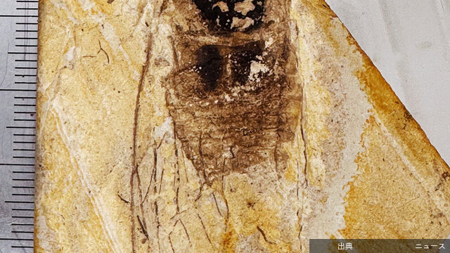 [速報]約30万年前セミ化石発見