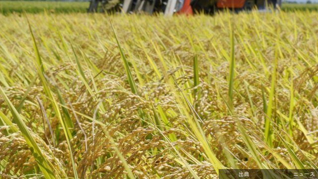 業務用米生産者へ支援検討輸入急増で国産回帰促す政府が外食やコンビニなど業務用に使うコメの生産者支援を検討してい...がヤバい件