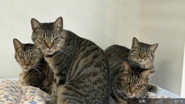 [話題] センターの猫の2割はキジトラ