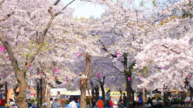 高校生の“お花見”事情7割が「楽しい」と回答「ネットの方が綺麗」「何が楽しいの」と厳しい意見もワカモノリサーチ社が...←これ