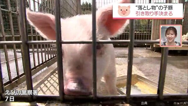 [速報]えびの市で見つかった子豚　引き取り手が決まる
