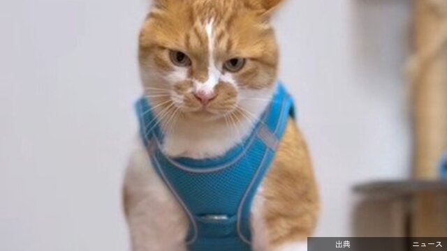[緋急]【元保護猫ちゃん×国民的キャラクター】可愛すぎるコラボに悶絶！「なんとなく笑っちゃう」の声も・「装着完了...とのこと