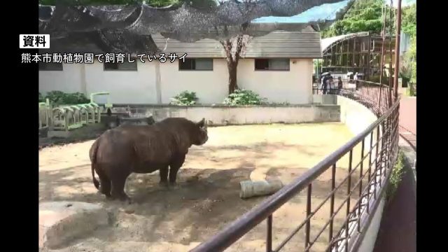 [速報]熊本市動植物園で飼育員がサイに襲われる