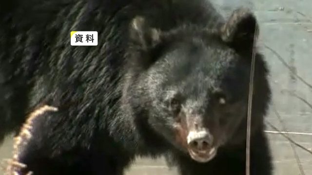 【社会】クマに襲われたか　ヤギの死がい見つかる　爪のようなもので引き裂かれた跡　岩手・一関市の畜産農家　牛舎近くに箱わな設置