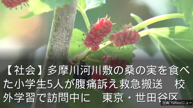 【社会】多摩川河川敷の桑の実を食べた小学生5人が腹痛訴え救急搬送　校外学習で訪問中に　東京・世田谷区