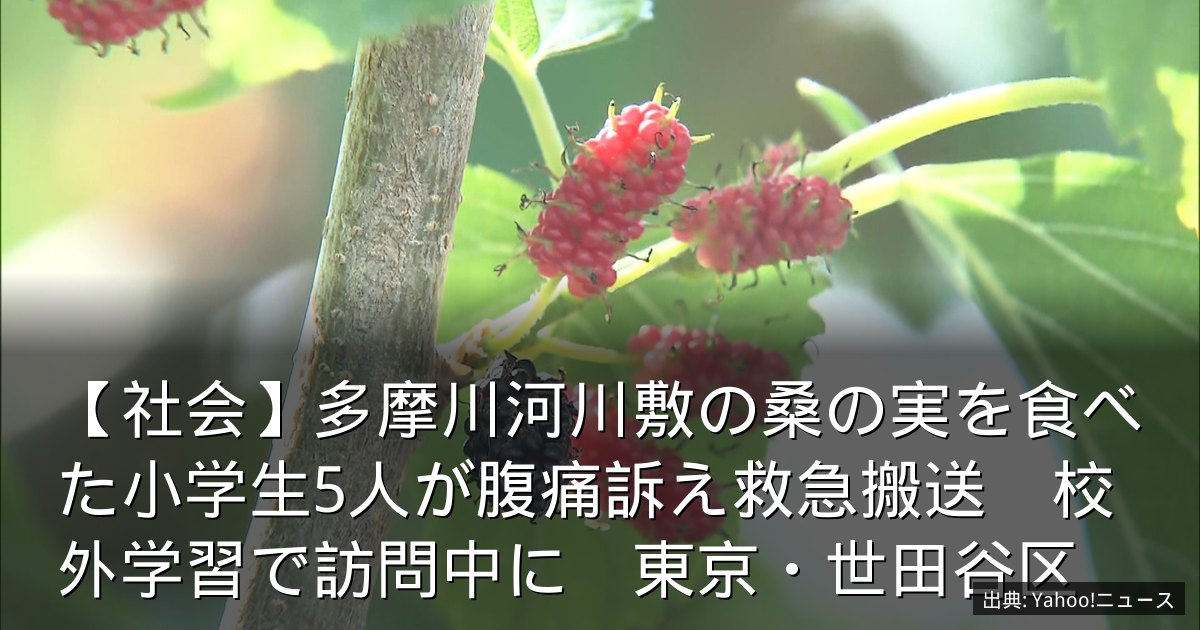 【社会】多摩川河川敷の桑の実を食べた小学生5人が腹痛訴え救急搬送　校外学習で訪問中に　東京・世田谷区