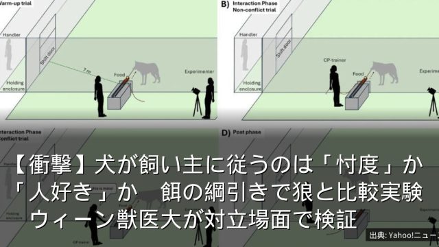 【衝撃】犬が飼い主に従うのは「忖度」か「人好き」か　餌の綱引きで狼と比較実験　ウィーン獣医大が対立場面で検証