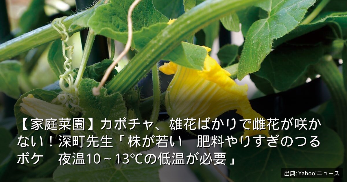 【家庭菜園】カボチャ、雄花ばかりで雌花が咲かない！深町先生「株が若い　肥料やりすぎのつるボケ　夜温10～13℃の低温が必要」