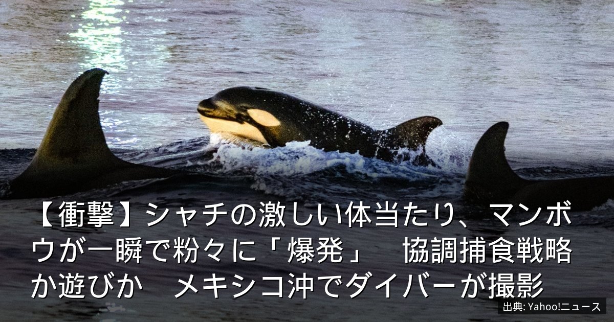 【衝撃】シャチの激しい体当たり、マンボウが一瞬で粉々に「爆発」　協調捕食戦略か遊びか　メキシコ沖でダイバーが撮影