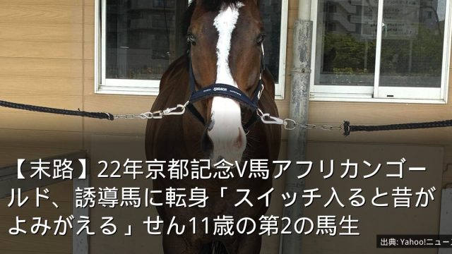 【末路】22年京都記念V馬アフリカンゴールド、誘導馬に転身「スイッチ入ると昔がよみがえる」せん11歳の第2の馬生