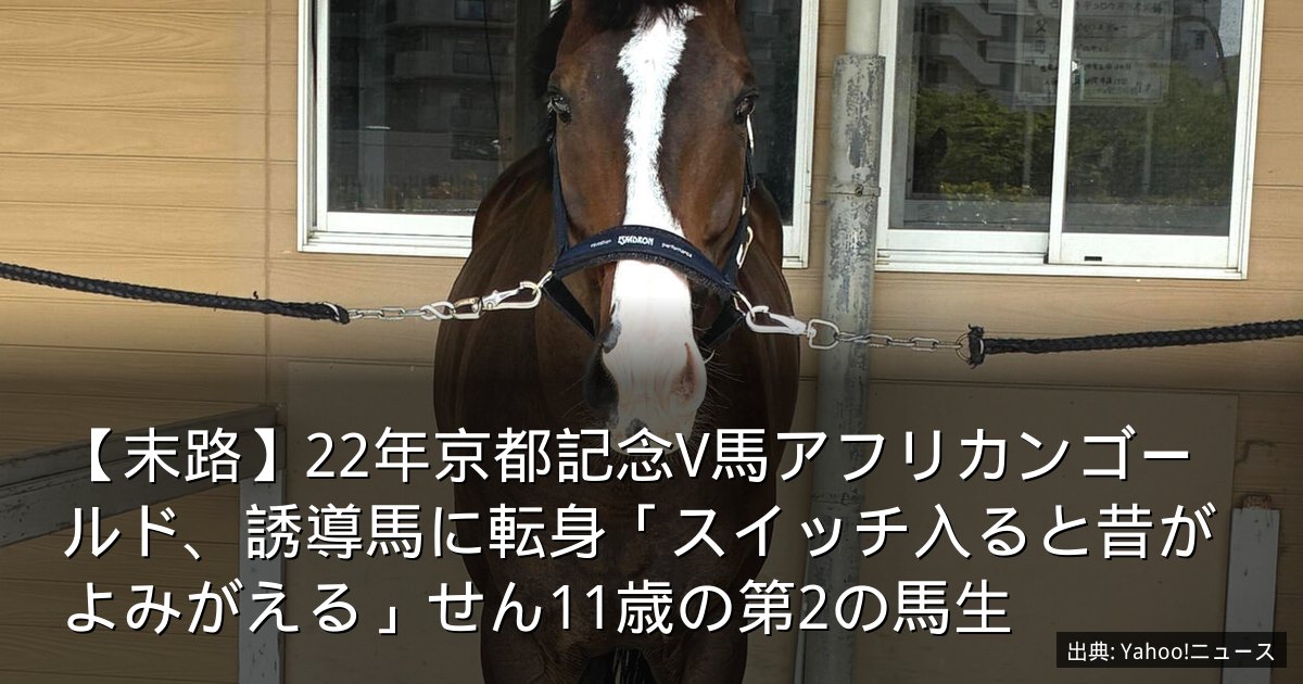 【末路】22年京都記念V馬アフリカンゴールド、誘導馬に転身「スイッチ入ると昔がよみがえる」せん11歳の第2の馬生