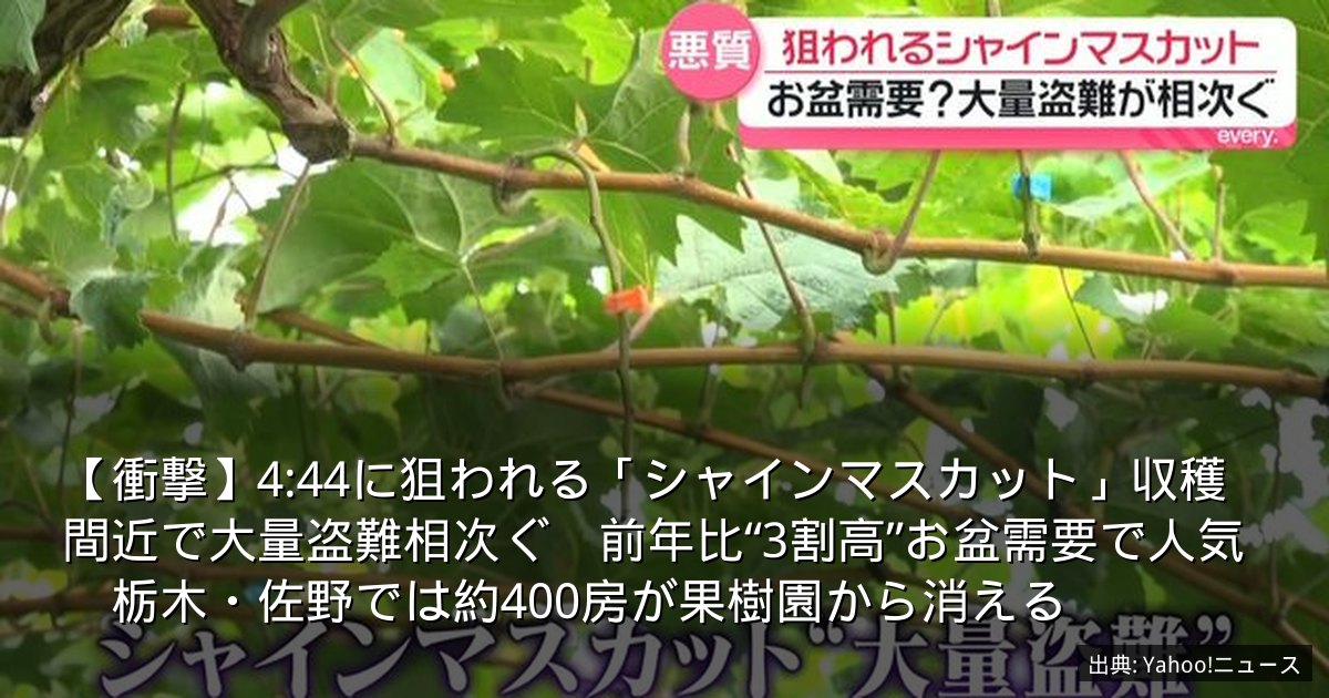 【衝撃】4:44に狙われる「シャインマスカット」収穫間近で大量盗難相次ぐ　前年比“3割高”お盆需要で人気　栃木・佐野では約400房が果樹園から消える