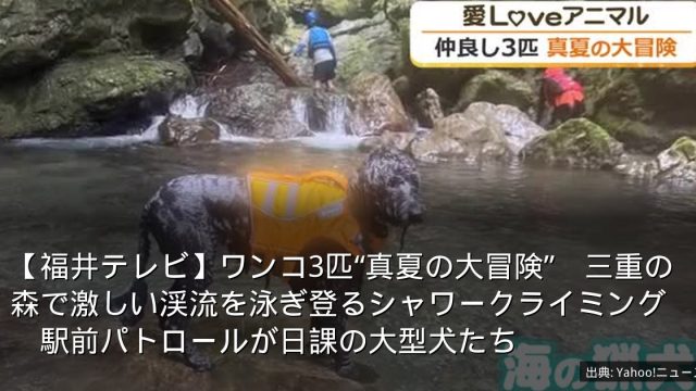 【福井テレビ】ワンコ3匹“真夏の大冒険”　三重の森で激しい渓流を泳ぎ登るシャワークライミング　駅前パトロールが日課の大型犬たち