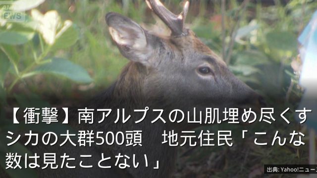 【衝撃】南アルプスの山肌埋め尽くすシカの大群500頭　地元住民「こんな数は見たことない」