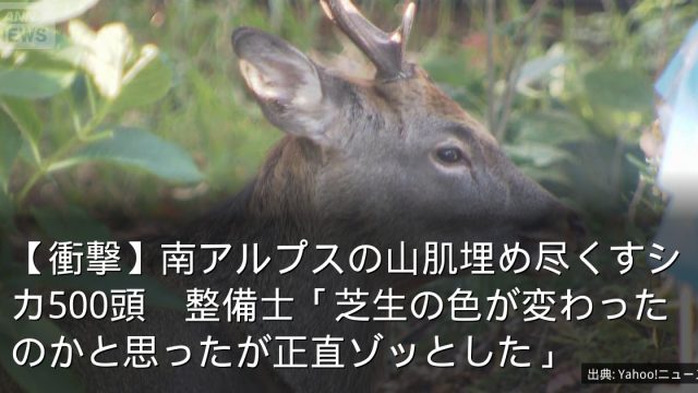 【衝撃】南アルプスの山肌埋め尽くすシカ500頭　整備士「芝生の色が変わったのかと思ったが正直ゾッとした」
