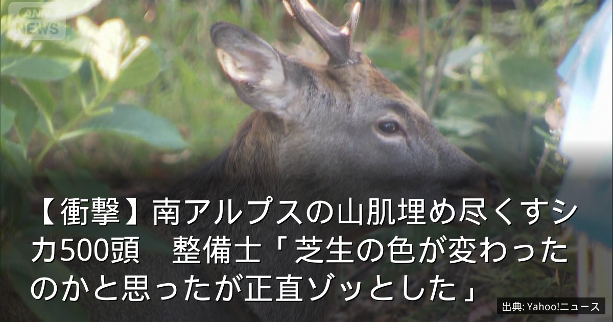 【衝撃】南アルプスの山肌埋め尽くすシカ500頭　整備士「芝生の色が変わったのかと思ったが正直ゾッとした」