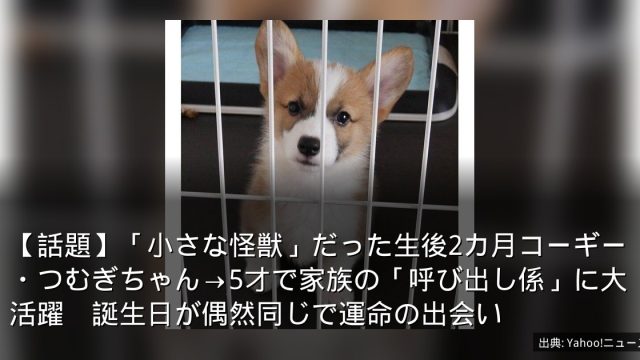【話題】「小さな怪獣」だった生後2カ月コーギー・つむぎちゃん→5才で家族の「呼び出し係」に大活躍　誕生日が偶然同じで運命の出会い