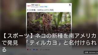 【スポーツ】ネコの新種を南アメリカで発見　「ティルカヨ」と名付けられる