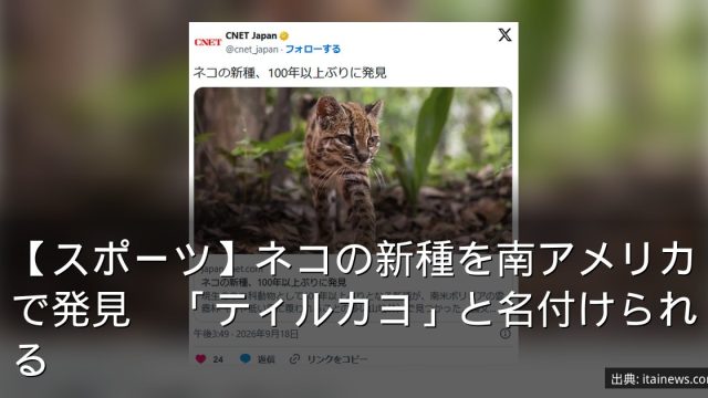 【スポーツ】ネコの新種を南アメリカで発見　「ティルカヨ」と名付けられる