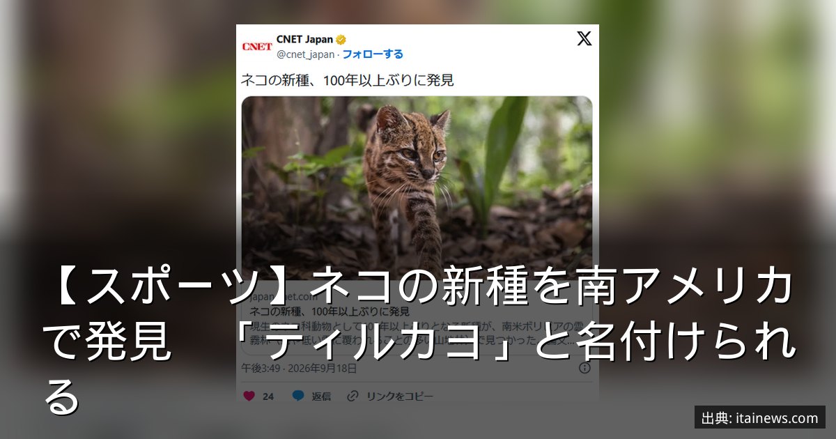 【スポーツ】ネコの新種を南アメリカで発見　「ティルカヨ」と名付けられる